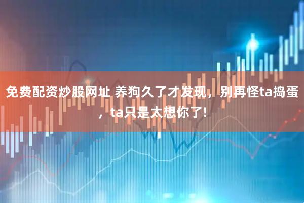 免费配资炒股网址 养狗久了才发现，别再怪ta捣蛋，ta只是太想你了!